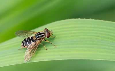 Snouted Duck-hoverfly / Snuitwaterzweefvlieg