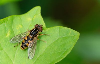 Snouted Duck-hoverfly / Snuitwaterzweefvlieg
