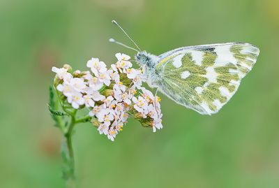 Eastern Bath White / Oostelijk Resedawitje