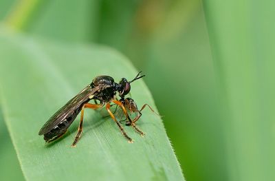 Scarce Red-legged Robberfly / Glimmende bladjager