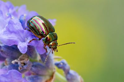 Chrysolina americana / Rozemarijngoudhaan