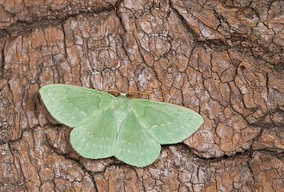 Geometra papilionaria / Zomervlinder