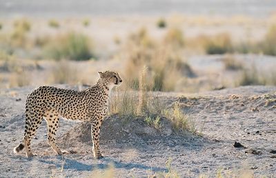 Cheetah / Jachtluipaard