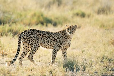Cheetah / Jachtluipaard