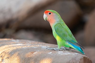 Rosy-faced lovebird / Perzikkopagapornis