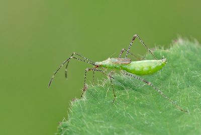 Metatropis rufescens / Heksenkruidsteltwants