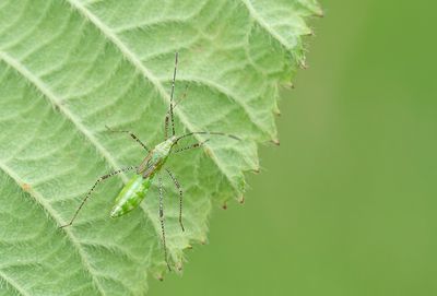 Metatropis rufescens / Heksenkruidsteltwants