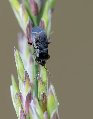 Plinthisus brevipennis / Glanzend kleinkopje