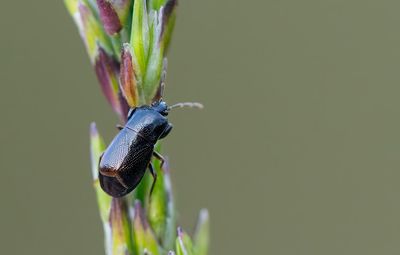 Plinthisus brevipennis / Glanzend kleinkopje
