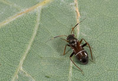 Pilophorus perplexus / Gewone mierwants