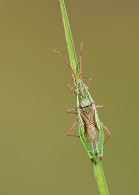Myrmus miriformis / Kleine slanke glasvleugelwants