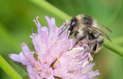 Bombus sylvarum / Boshommel