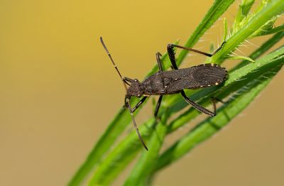 Alydus calcaratus / Mierkromsprietwants