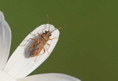 Nysius senecionis / Kruiskruidnysius