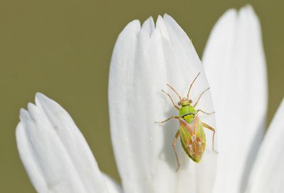 Conostethus venustus / Sierlijke kegelblindwants