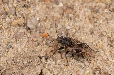 Sphragisticus nebulosus / Nevelrookwants
