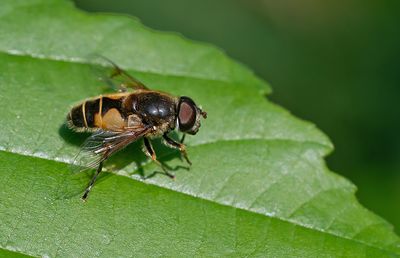 Eristalis horticola / Bosbijvlieg