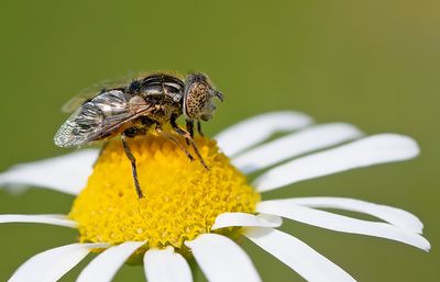 Small Spotty-eyed Dronefly / Weidevlekoog