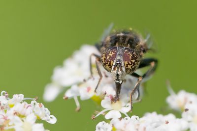 Small Spotty-eyed Dronefly / Weidevlekoog