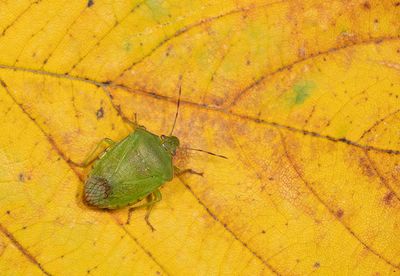Nezara viridula / Zuidelijke groene schildwants
