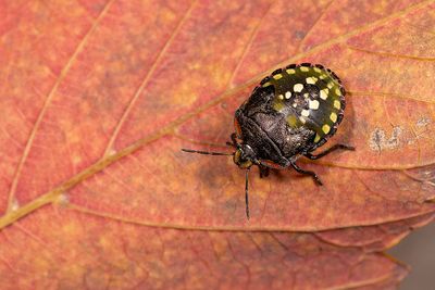 Nezara viridula / Zuidelijke groene schildwants