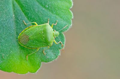 Nezara viridula / Zuidelijke groene schildwants