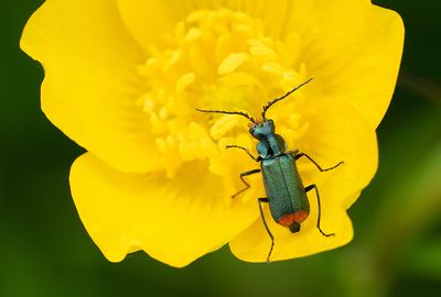 Malachius bipustulatus / Roodtipbasterdweekschild 