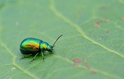 Gastrophysa viridula / Groen zuringhaantje 