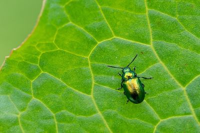 Gastrophysa viridula / Groen zuringhaantje 