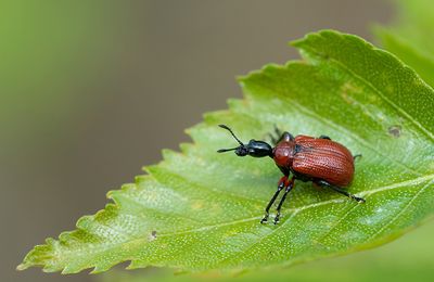 Hazel-leaf roller weevil / Hazelaarbladrolkever 