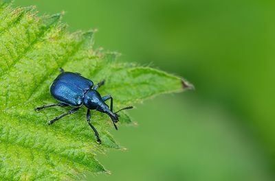 Byctiscus betulae / Berkensigarenmaker