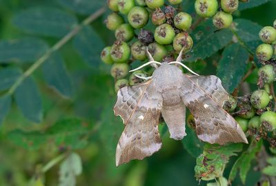 Poplar Hawkmoth / Populierenpijlstaart 