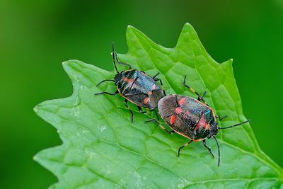 Eurydema oleracea / Koolschildwants 