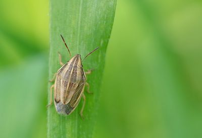 Aelia acuminata / Mijterschildwants 