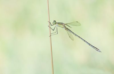 Migrant Spreadwing / Zwervende Pantserjuffer 