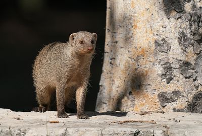 Banded Mongoose / Zebramangoeste
