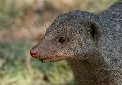 Banded Mongoose / Zebramangoeste