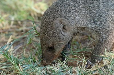 Banded Mongoose / Zebramangoeste