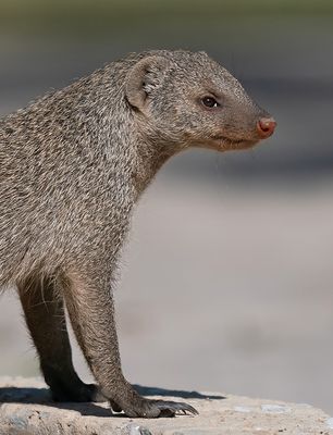 Banded Mongoose / Zebramangoeste