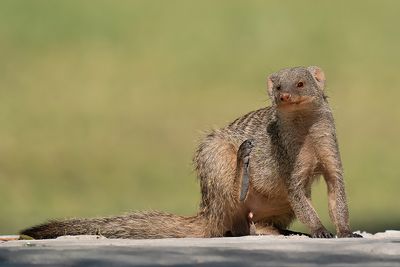 Banded Mongoose / Zebramangoeste