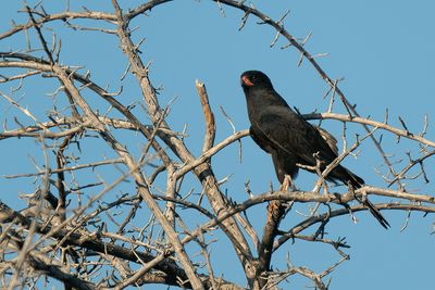 Gabar goshawk / Gabarhavik (Dark Morph)