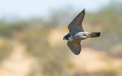 Peregrine falcon / Slechtvalk