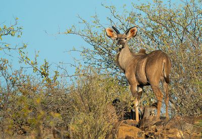 Greater kudu / Grote koedoe