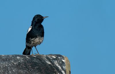 Mountain wheatear / Bergtapuit 