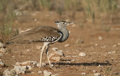 Kori bustard / Koritrap