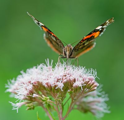 Red admiral / Atalanta