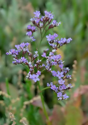 Limonium vulgare / Lamsoor