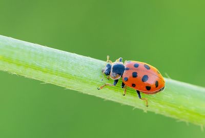 Hippodamia tredecimpu / Dertienstippelig lieveheersbeestje