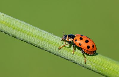 Hippodamia tredecimpu / Dertienstippelig lieveheersbeestje