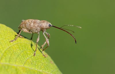 Curculio elephas 